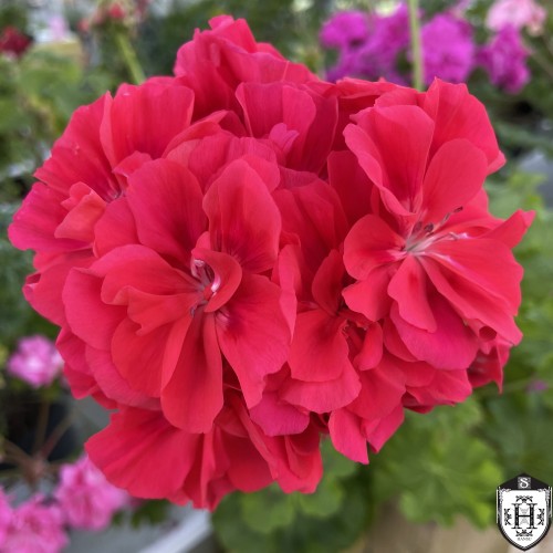 Pelargonium 'Lara Alf' - Pelargoon 'Lara Alf' 